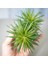 Senekio Barbertonicus Himalaya - 5 Adet Sukulent - Teraryum 4