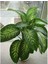 Difenbahya Salon Bitkisi - Dieffenbachia Tropic Snow 60-80 cm 1