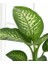 Difenbahya Salon Bitkisi - Dieffenbachia Tropic Snow 60-80 cm 3