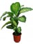 Difenbahya Salon Bitkisi - Dieffenbachia Tropic Snow 60-80 cm 4