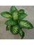 Difenbahya Salon Bitkisi 5 Adet - Dieffenbachia Tropic Snow 60-80 2