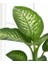 Difenbahya Salon Bitkisi 5 Adet - Dieffenbachia Tropic Snow 60-80 3
