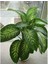 Difenbahya Salon Bitkisi 3 Adet - Dieffenbachia Tropic Snow 60-80 1