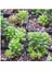 Sedum Rubrotınctum 180 Adet - Teraryum Için Sukulent Yer Örtücü B 2