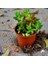Sedum Rubrotınctum 180 Adet - Teraryum Için Sukulent Yer Örtücü B 5