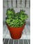 Sedum Rubrotınctum 45 Adet - Teraryum Için Sukulent Yer Örtücü Bi 6
