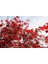 Kırmızı Japon Akçaağacı - 2 Adet Paket 4