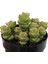 Crassula Jade Necklace Sukulent 1