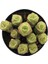 Crassula Jade Necklace Sukulent 2