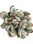 Kalanchoe Tomentose Panda Sukulent 1