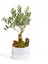 Murat Tohum Bodur Bonsai Zeytin Ağacı Tohumu 3 Adet Tohum 3