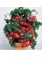 Murat Tohum Saksılık Cherry Doates Tohumu 10 Adet Tohum 4