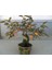 Murat Tohum Ithal Bodur Bonsai Hurma Ağacı Tohumu 2 Adet Tohum 1