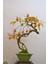 Murat Tohum Ithal Bodur Bonsai Hurma Ağacı Tohumu 2 Adet Tohum 2