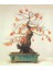 Murat Tohum Ithal Bodur Bonsai Hurma Ağacı Tohumu 2 Adet Tohum 3