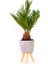 Murat Tohum Bodur Bonsai Palmiye Ağacı Tohum 3 Adet Tohum 1