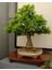 Murat Tohum Bodur Bonsai Meşe Ağacı Tohumu 3 Adet Tohum 1