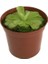 Pinguicula 'Tina' (Sinek Kapan Etobur Bitki) 1