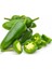 Murat Tohum Jalapeno Biber Tohumu 10 Adet Tohum 3