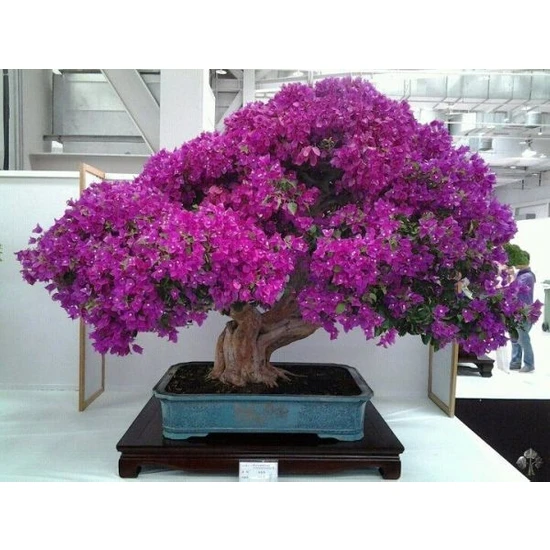 Naturel Tohum Bonsai Begonvil Tohumu