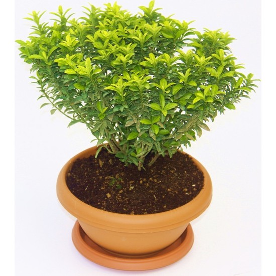 Bonsai Euonymus Microphyllus Aurea Fidanı 2 Adet