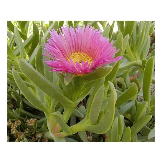 Tunç Botanik Kaz Ayağı 45 Adet - Çiçekli Yer Örtücü Bitki