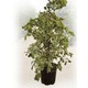 Groupzelena Ficus Benjamin "starlight" | 70/100 cm | Ev ve Dekorasyon Bitkisi