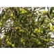 Yayla 5 Adet Zeytin Fidanı Arbeguina Bodur 3 Yaş 150 cm