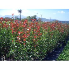 Ases Alev Çalısı (Photinia Red Robin) 70-100 cm