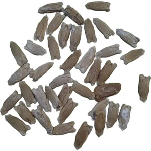 Su Kabağı Tohumu 50 Adet Karışık Paket