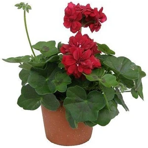 Sakız Sardunya Fidanıı Bordo 10-20 cm