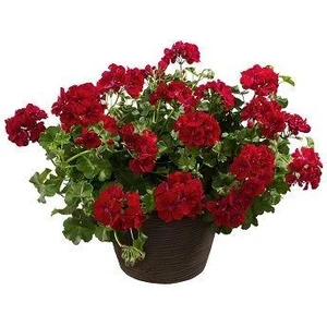 Saksılı Sakız Sardunya Kırmızı 10-20 cm