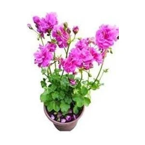 Alacalı Pembe Sakız Sardunya 10-20 cm
