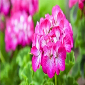 Koyu Pembe Sakız Sardunya Çingene Pembesi 10-20 cm