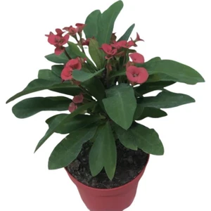 Ebruli Dikenler Tacı 10-20 cm Japon Iğnesi Euphorbia Milii