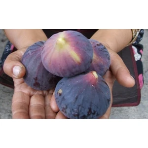 Köy Tohumları 100 Adet Tohum Adana Siyah Yaş Incir Ağaç Tohumu Incir Ağacı Tohumu