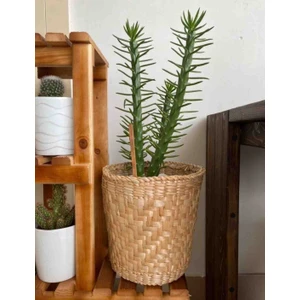 Cooll Vogue Hasır Saksı Dekoratif Tasarım Saksı Sepet Modeli