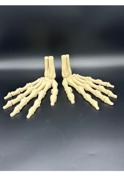 AnatomiIskelet Model (El)