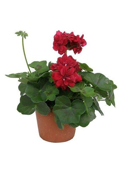 Sakız Sardunya Fidanıı Bordo 10-20 cm