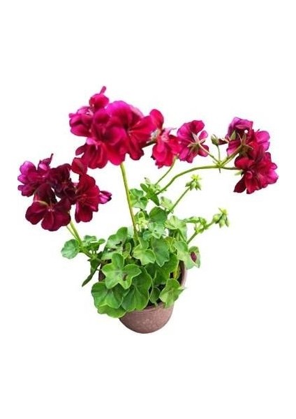 Sakız Sardunya Fidanıı Bordo 10-20 cm