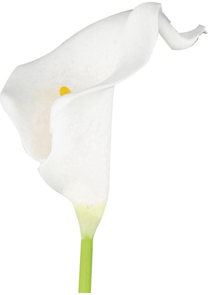【gui Xulian】 Calla Lily 20 Kafa Lateks Gerçek Dokunmatik KC51 Beyaz (Yurt Dışından)