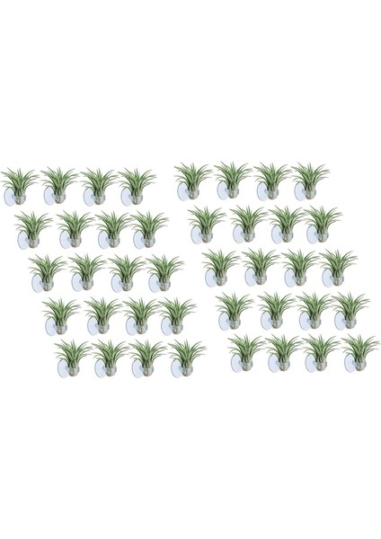 【gui Xulian】 40 Adet Hava Tesisi Tutucu, Asmak Için Vantuzlu Saksı Tillandsia Tutucu Hava Tesisi Askısı (Bitkiler Dahil Değildir) (Yurt Dışından)