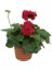 Sakız Sardunya Fidanıı Bordo 10-20 cm 1