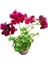 Sakız Sardunya Fidanıı Bordo 10-20 cm 2
