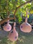 Ağaç Süsü, Balkon Süsü, Bahçe Süsü Bebek Pembe Renk 2