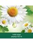 Body & Mind Papatya Özü ve Doğal Yağ ile Rahatlatıcı Banyo ve Duş Jeli 500 ml 3