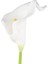 【gui Xulian】 Calla Lily 20 Kafa Lateks Gerçek Dokunmatik KC51 Beyaz (Yurt Dışından) 2