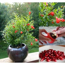 Morlalem Minyatür Nar Fidanı, Güce Nar, Granatum Punica