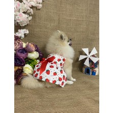 Maria Pet Fashion Köpek & Kedi Kıyafeti&elbisesi