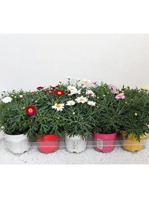 Papatya Çeşme Papatyası (Argyranthemum)
